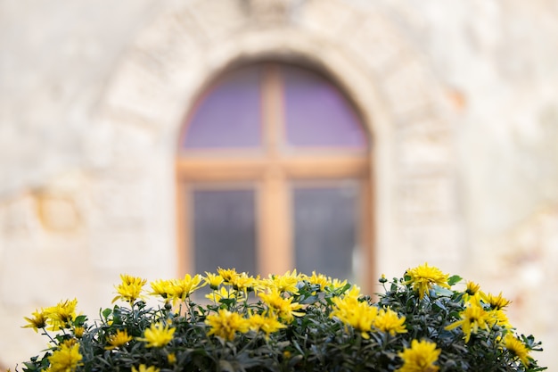 Free Photo beautiful street with flowers.