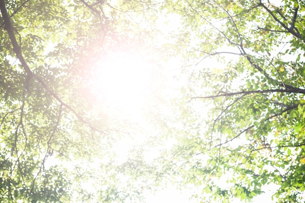 Free photo beautiful sun shining through trees nature photography