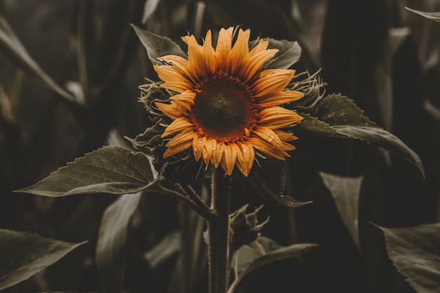 Free photo beautiful sunflower in bloom