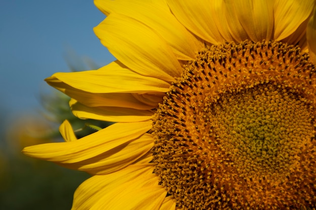 Free photo beautiful sunflower outdoors still life