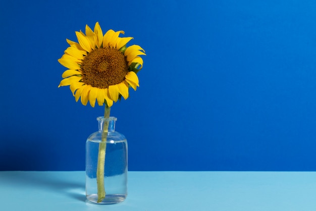 Beautiful sunflower in studio still life