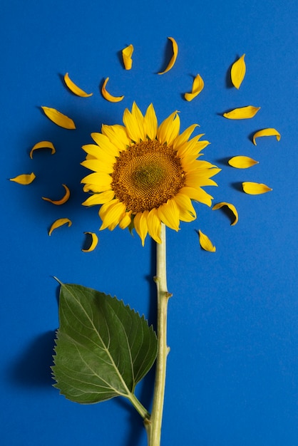 Beautiful sunflower in studio still life