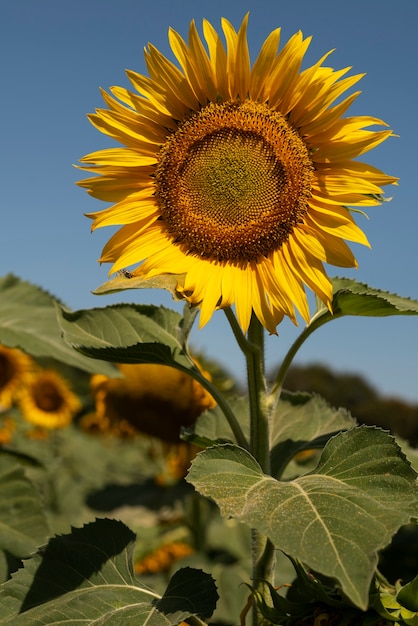 Beautiful sunflowers outdoors still life