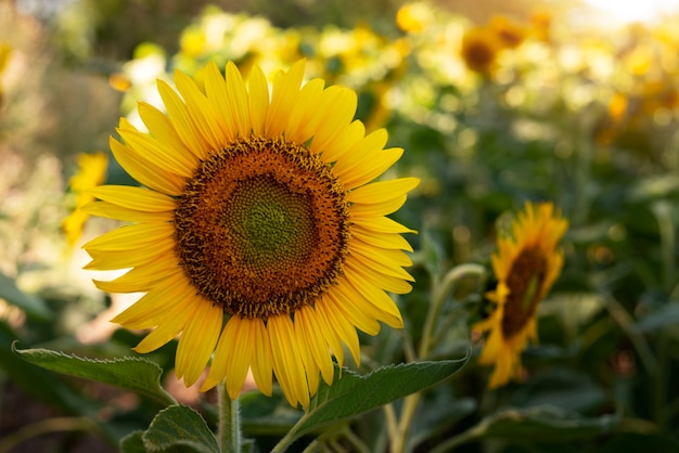 Free photo beautiful sunflowers outdoors still life