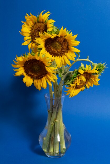 Beautiful sunflowers in studio still life