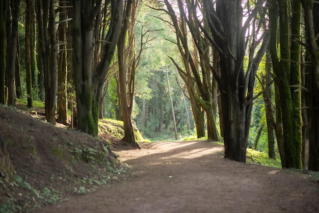 Beautiful sunny green forest. Path between trees, sunrays, no people. Nature, wilderness concept