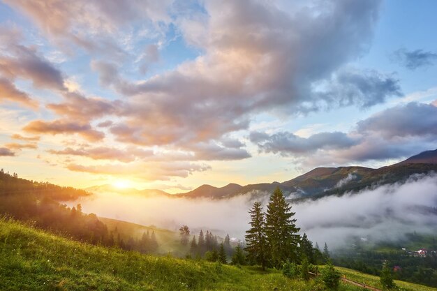 Beautiful sunset and pine forest in mountains