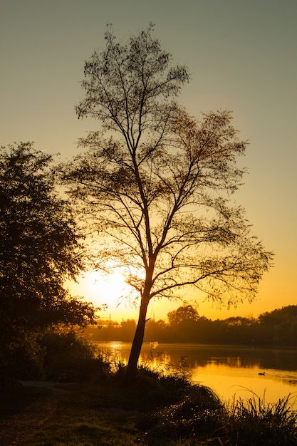 Beautiful sunset the sun leaking through the tree near the river. vertical