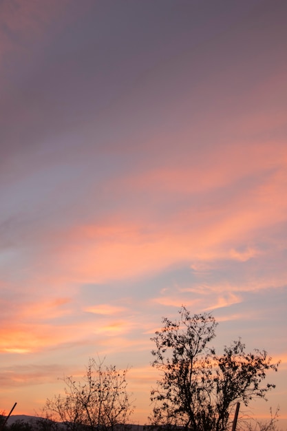 Beautiful sunset and trees landscape