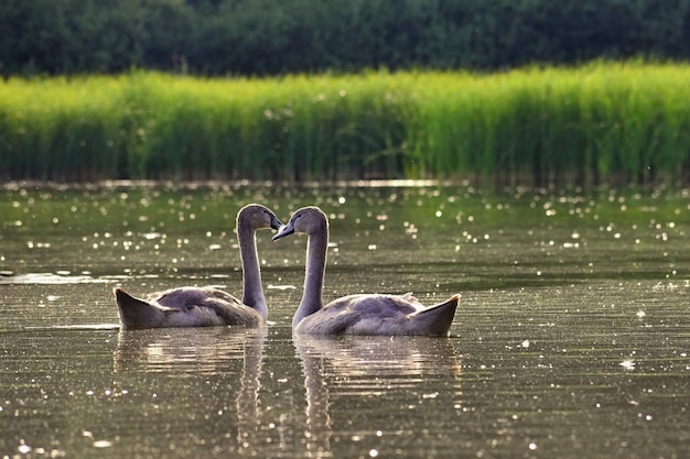 Free Photo beautiful swan cubs at the pond. beautiful natural colored background with wild animals. springtime.