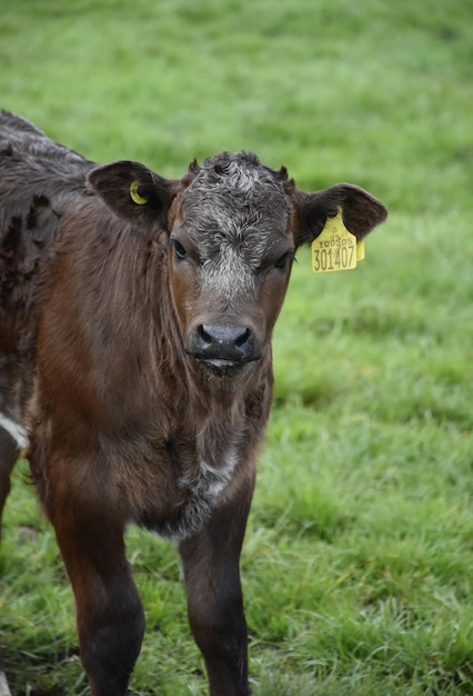 Free Photo beautiful sweet face of a brown calf in a pasture.