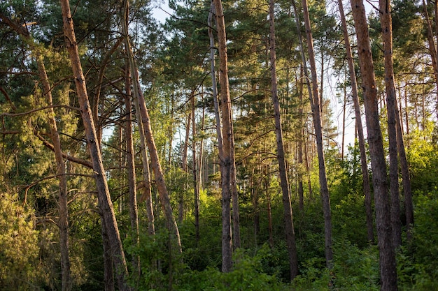 Beautiful and tall trees in the forest gleaming under the blue sky