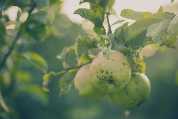 Free photo beautiful tasty fresh apples on tree toning