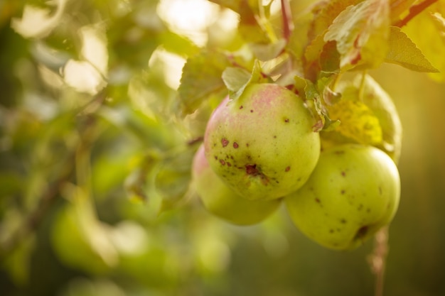 Free photo beautiful tasty fresh apples on tree toning