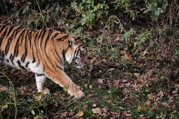 beautiful tiger walking on the ground with fallen leaves