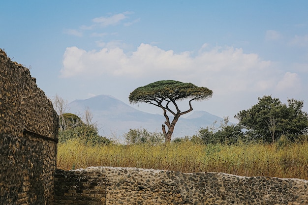 Free photo beautiful tree at the archaeological ruins of pompeii and herculaneum