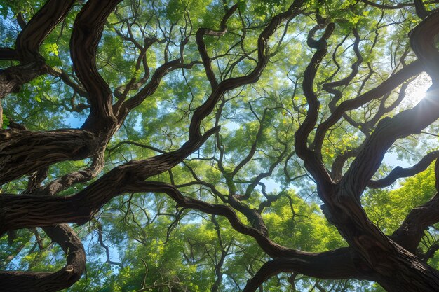 Beautiful tree canopy perspective with nature landscape