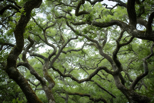 Free Photo beautiful tree canopy perspective with nature landscape