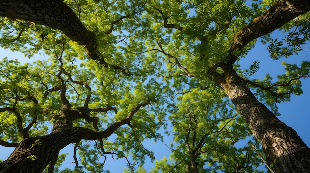 Free photo beautiful tree canopy perspective with nature landscape