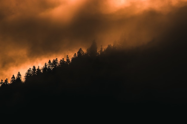 Free photo beautiful tree-covered hill captured in the foggy twilight in france