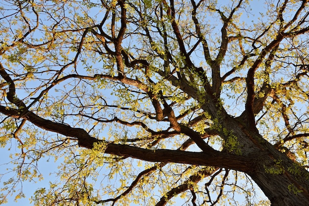 Beautiful tree at sunset the sun. Natural background ecological concept.