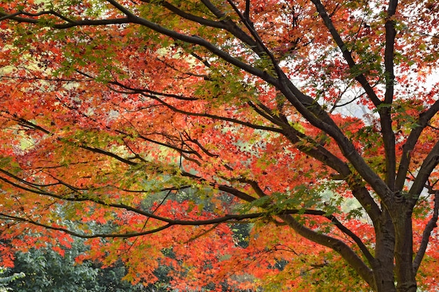 Free photo beautiful tree with colorful leaves