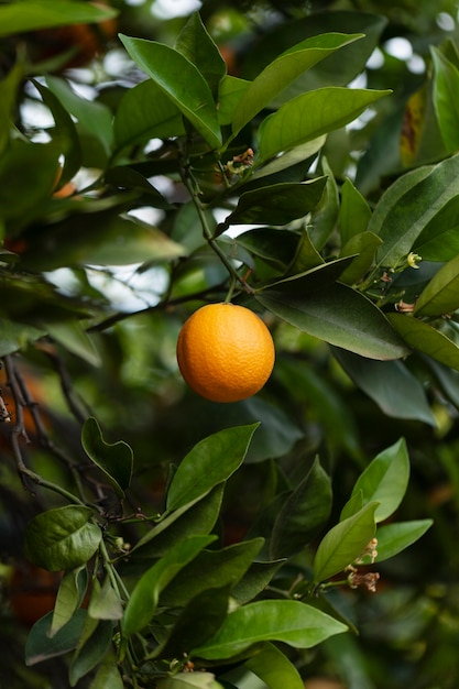 Free photo beautiful tree with ripe orange fruits