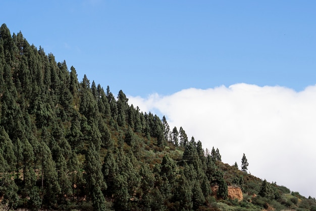 Free photo beautiful trees above the clouds