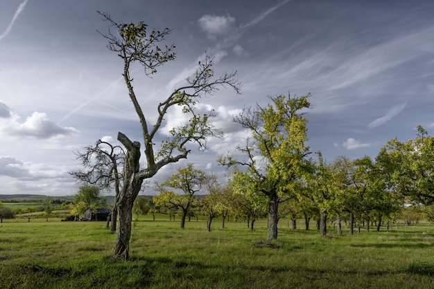 Beautiful trees on a field covered with grass with the cloudy sky