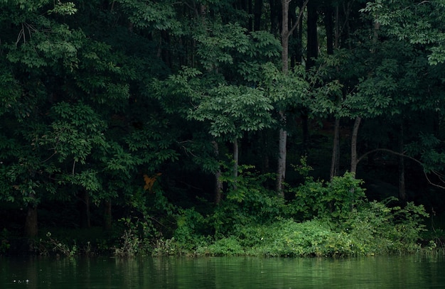 Free photo beautiful trees and a lake in the rubber plantation in kerala, india