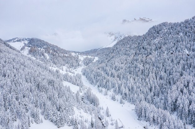 Beautiful trees in winter landscape in the early morning in snowfall