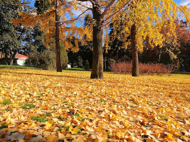 Free Photo beautiful trees with yellow leaves in autumn in madrid, spain