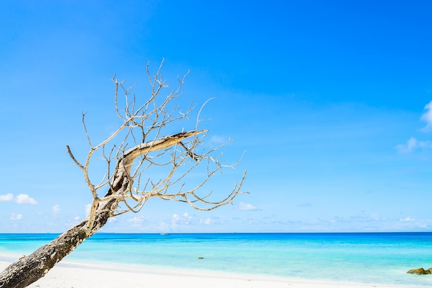 Beautiful tropical beach