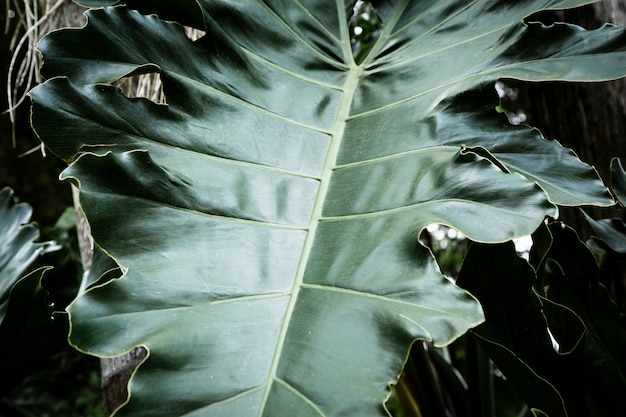 Free Photo beautiful tropical leaf closeup