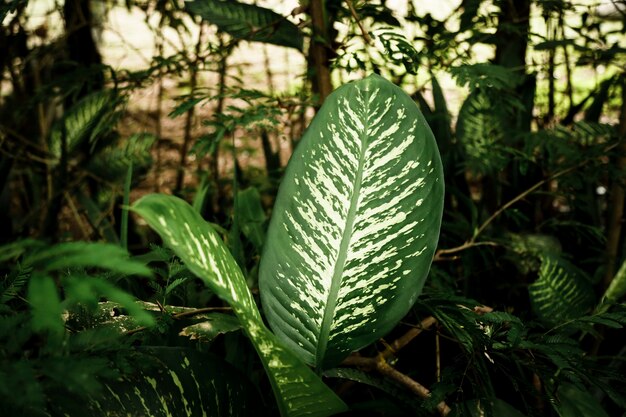 Beautiful tropical leaves with blurred background