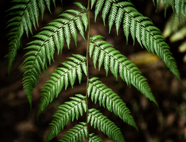 Beautiful tropical leaves with blurred background