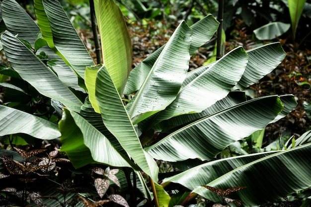 Beautiful tropical plant