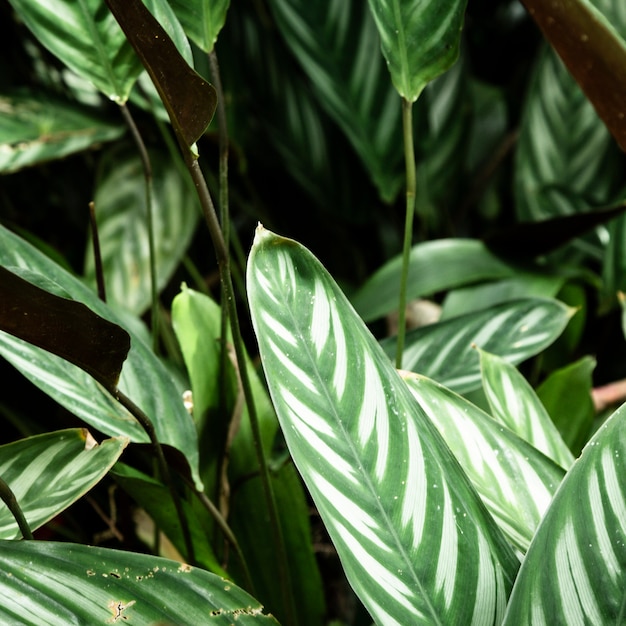 Beautiful tropical plants closeup