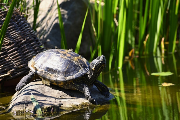 Free photo a beautiful turtle on a stone wild in nature by the pond. (trachemys scripta elegans)