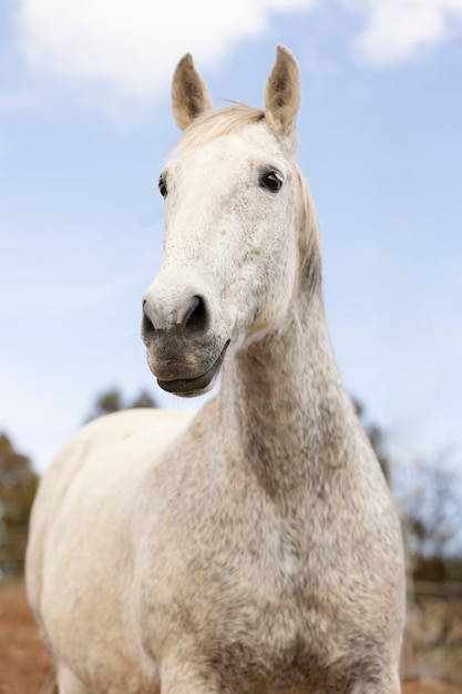 Beautiful unicorn horse in nature