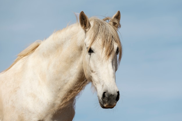 Free photo beautiful unicorn horse in nature