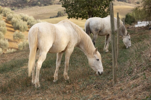 Beautiful unicorn horse in nature