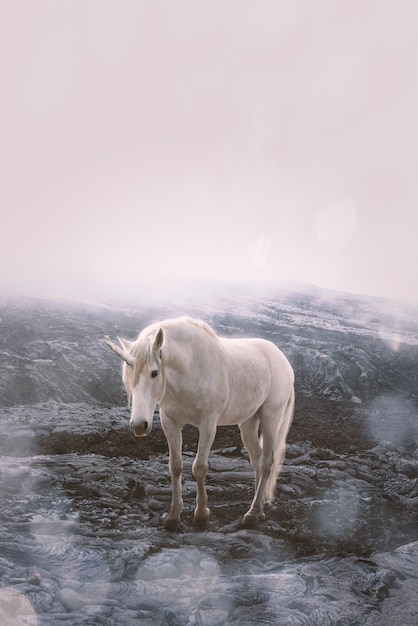 Beautiful unicorn in nature composition