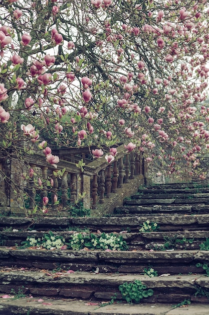 Free Photo beautiful vertical shot of an old stone staircase  near a cherry blossom tree