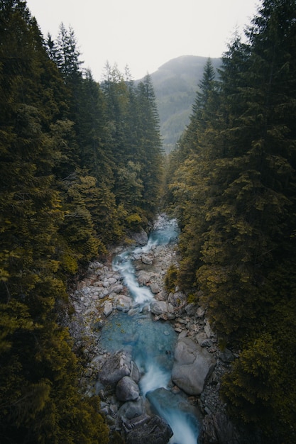 Free Photo beautiful vertical shot of a river flowing in between trees and stones