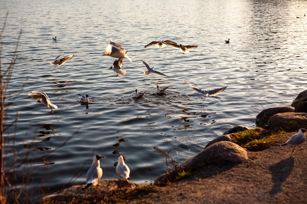 Free Photo beautiful view of birds swimming and flying on the riverbank