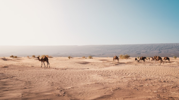 Free Photo beautiful view of camels on the desert captured at day light in morocco