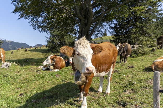 Beautiful view of cows grazing in the meadow