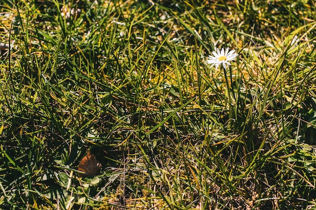 Free Photo beautiful view of a daisy flower in the grass field