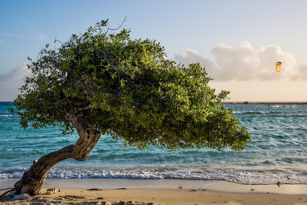 Free photo beautiful view of a divi divi tree in the coastline of tropical aruba beach